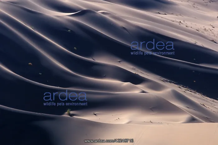 : Africa, Namibia, Namib Naukluft National : Africa, Namibia, Namib Naukluft National