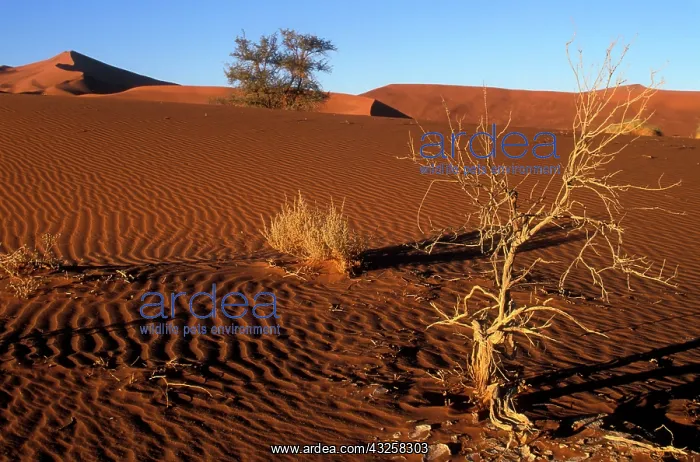 : Africa, Namibia, Namib Naukluft National : Africa, Namibia, Namib Naukluft National