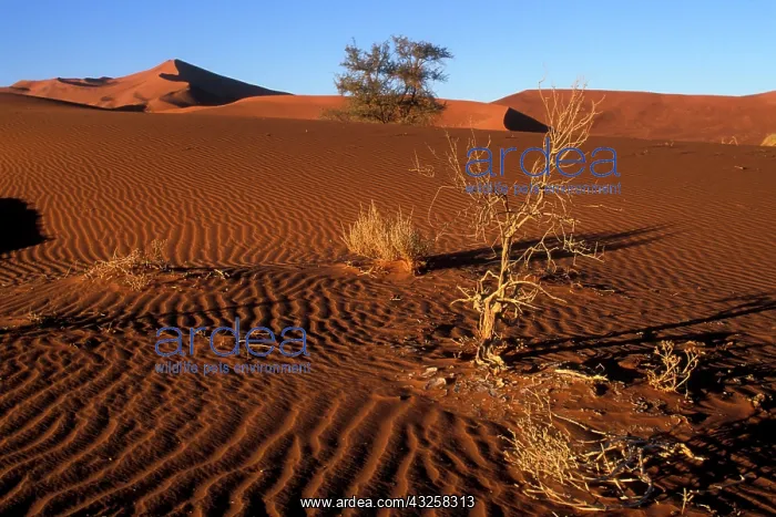 : Africa, Namibia, Namib Naukluft National : Africa, Namibia, Namib Naukluft National