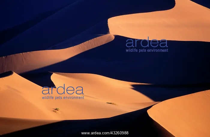 : Africa, Namibia, Namib Naukluft National : Africa, Namibia, Namib Naukluft National