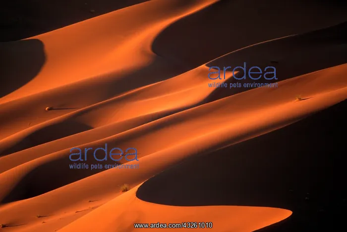 : Africa, Namibia, Namib Naukluft National : Africa, Namibia, Namib Naukluft National