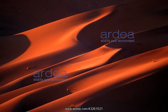 : Africa, Namibia, Namib Naukluft National : Africa, Namibia, Namib Naukluft National
