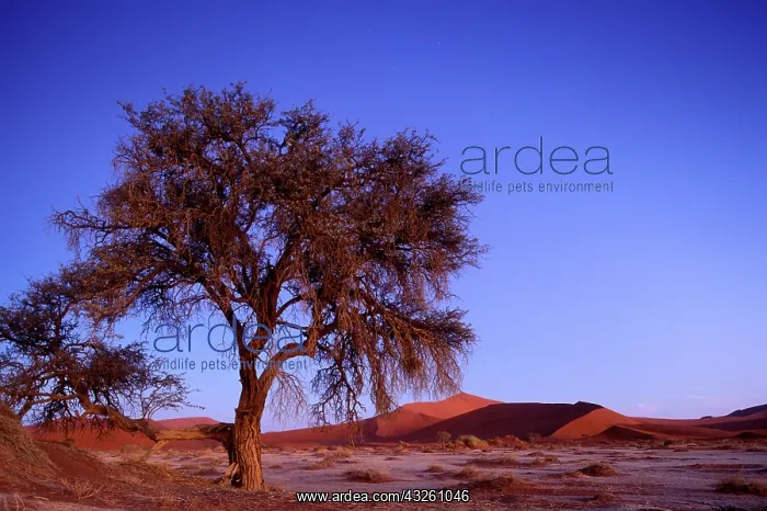 : Africa, Namibia, Namib Naukluft National : Africa, Namibia, Namib Naukluft National