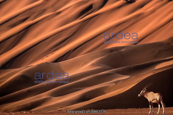 : Africa, Namibia, Namib-Naukluft National Park, Sossusvlei : Africa, Namibia, Namib-Naukluft National Park, Sossusvlei