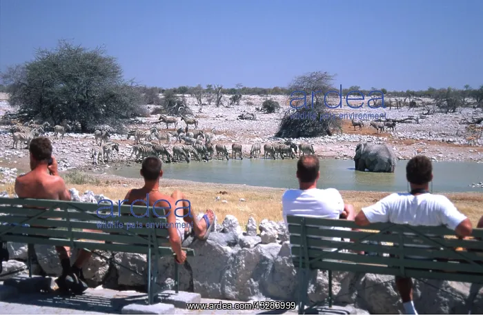 : Africa, Namibia - Okaukuejo Waterhole Etosha : Africa, Namibia - Okaukuejo Waterhole Etosha
