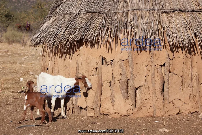 : Africa, Namibia, Opuwo. A pair of goats : Africa, Namibia, Opuwo. A pair of goats