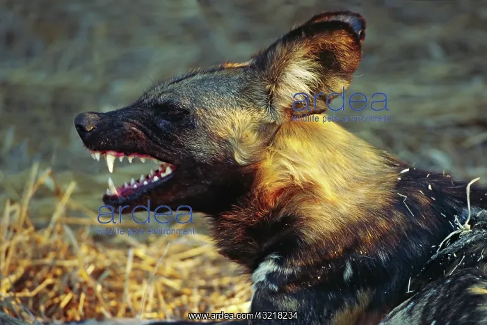 : Africa, Namibia. Portrait of a wild dog (Lycaon : Africa, Namibia. Portrait of a wild dog (Lycaon