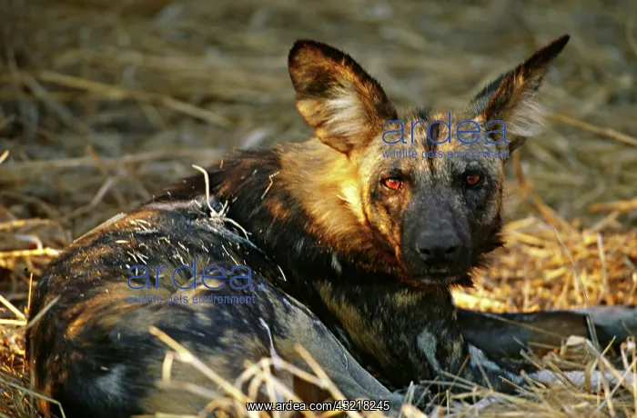 : Africa, Namibia. Portrait of a wild dog (Lycaon : Africa, Namibia. Portrait of a wild dog (Lycaon