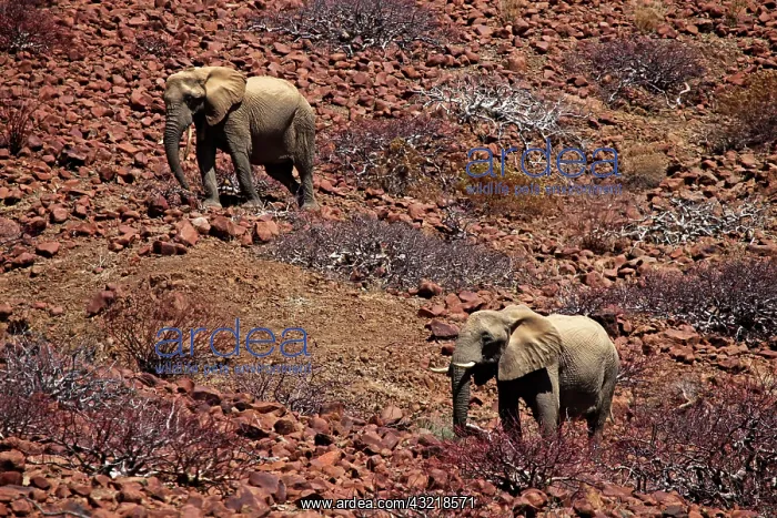 : Africa, Namibia, Puros. Desert dwelling : Africa, Namibia, Puros. Desert dwelling