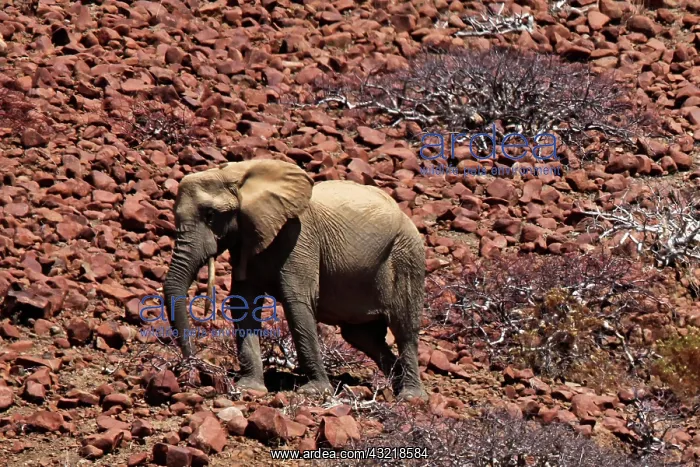 : Africa, Namibia, Puros. Desert dwelling : Africa, Namibia, Puros. Desert dwelling