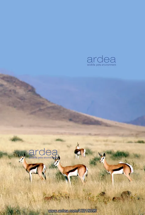 : Africa, Namibia, Sossussvlei. A herd of : Africa, Namibia, Sossussvlei. A herd of