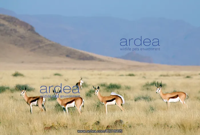: Africa, Namibia, Sossussvlei. A herd of : Africa, Namibia, Sossussvlei. A herd of