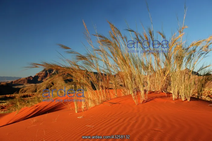 : Africa, Namibia, Sossusvlei. Dune grass : Africa, Namibia, Sossusvlei. Dune grass