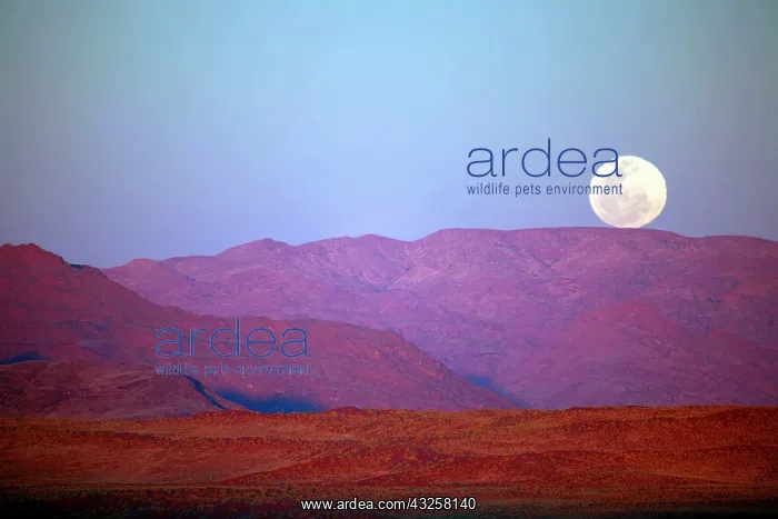 : Africa, Namibia, Sossusvlei. A full moon : Africa, Namibia, Sossusvlei. A full moon