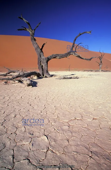 : Africa, Namibia, Sossusvlei Region. Sand : Africa, Namibia, Sossusvlei Region. Sand
