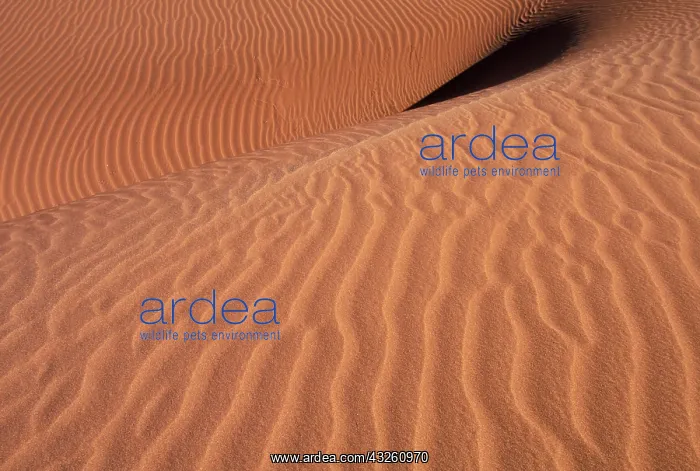 : Africa, Namibia, Sossusvlei Region. Sand : Africa, Namibia, Sossusvlei Region. Sand