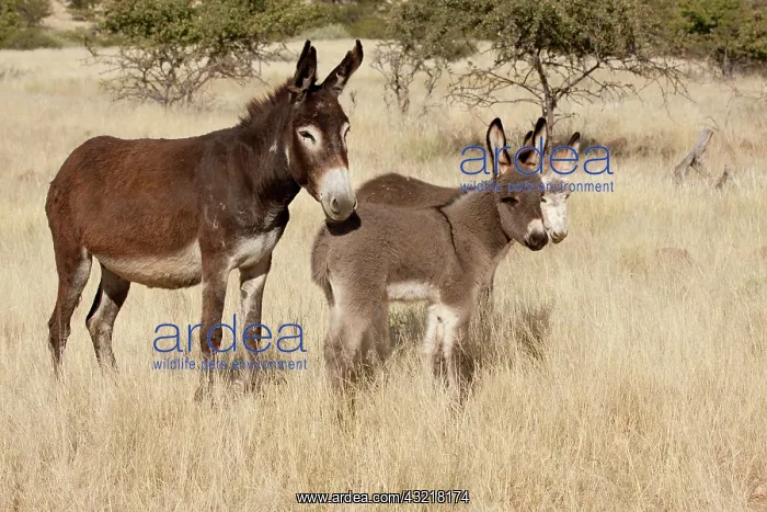 : Africa, Namibia, Torras Conservancy. Adult : Africa, Namibia, Torras Conservancy. Adult