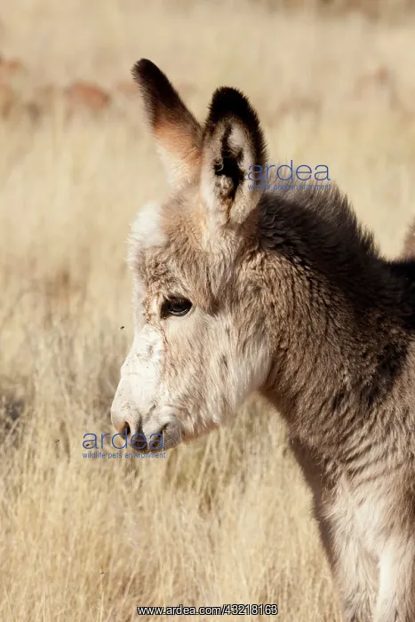 : Africa, Namibia, Torras Conservancy. Profile : Africa, Namibia, Torras Conservancy. Profile