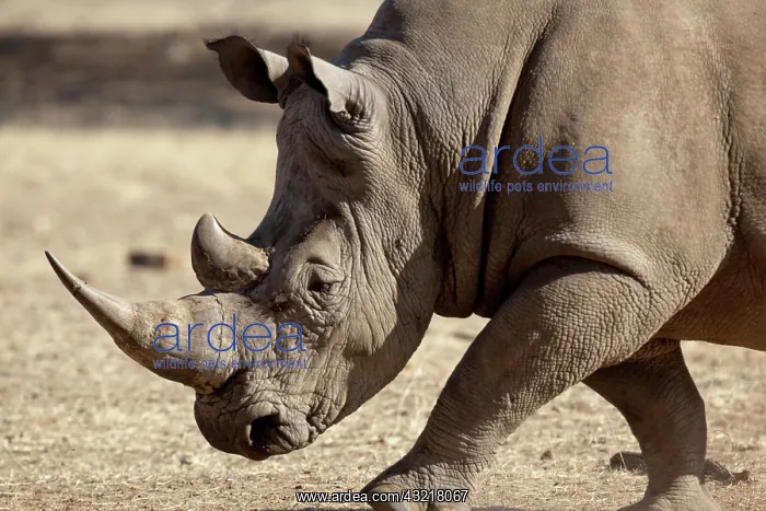  : Africa, Namibia, Windhoek, Okapuka Ranch