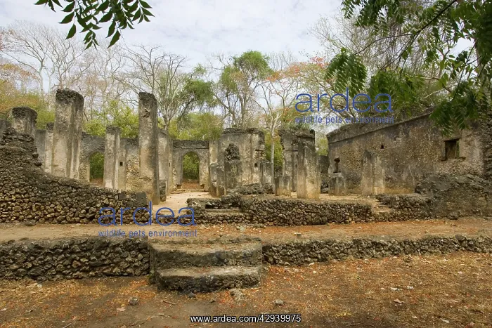 : Africa - Ruins of Great Mosque Gedi in the Arabuko-Sokoke : Africa - Ruins of Great Mosque Gedi in the Arabuko-Sokoke