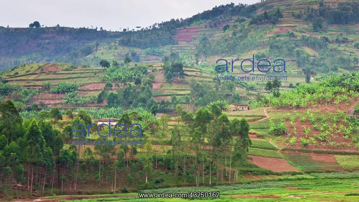 : Africa. Rwanda. Terraced hillsides are typical : Africa. Rwanda. Terraced hillsides are typical