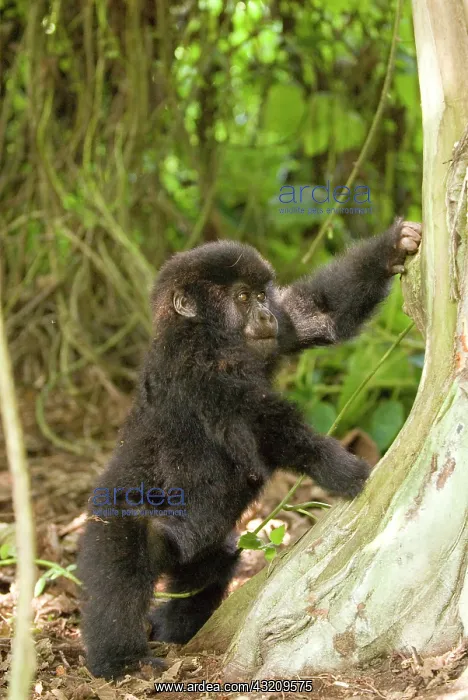 : Africa, rwanda, virunga mountains, mountain : Africa, rwanda, virunga mountains, mountain