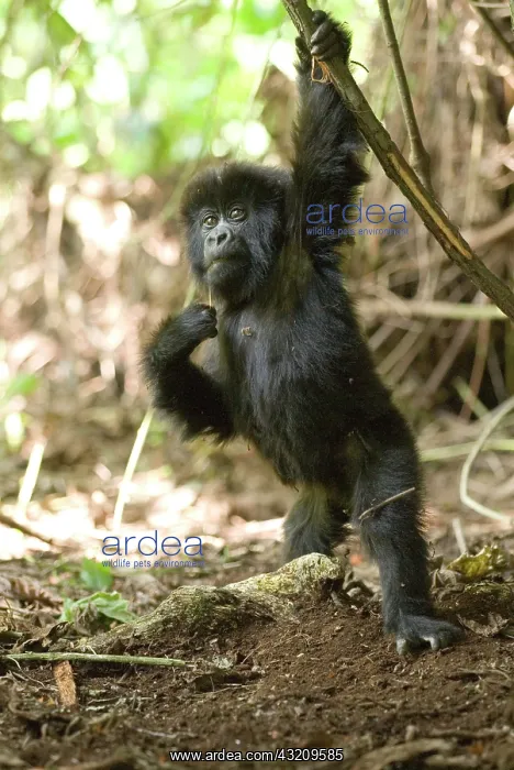 : Africa, rwanda, virunga mountains, mountain : Africa, rwanda, virunga mountains, mountain