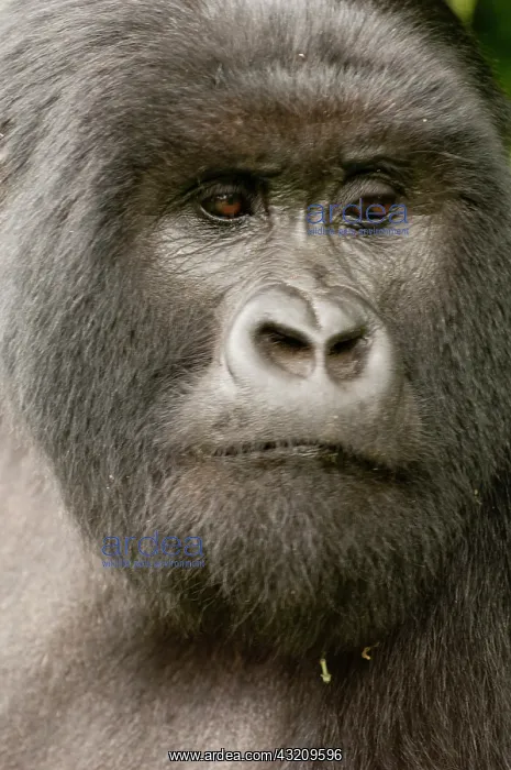 : Africa, rwanda, virunga mountains, mountain : Africa, rwanda, virunga mountains, mountain