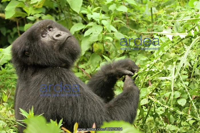 : Africa, rwanda, virunga mountains, mountain : Africa, rwanda, virunga mountains, mountain