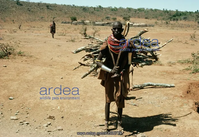  : Africa - Samburu woman, with wood on back & tribal