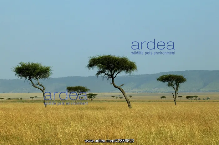 : AFRICA - Savannah : AFRICA - Savannah