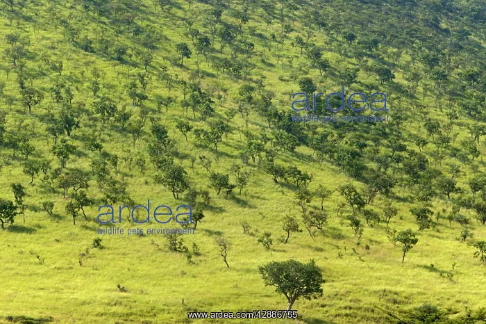 : AFRICA - Savannah : AFRICA - Savannah