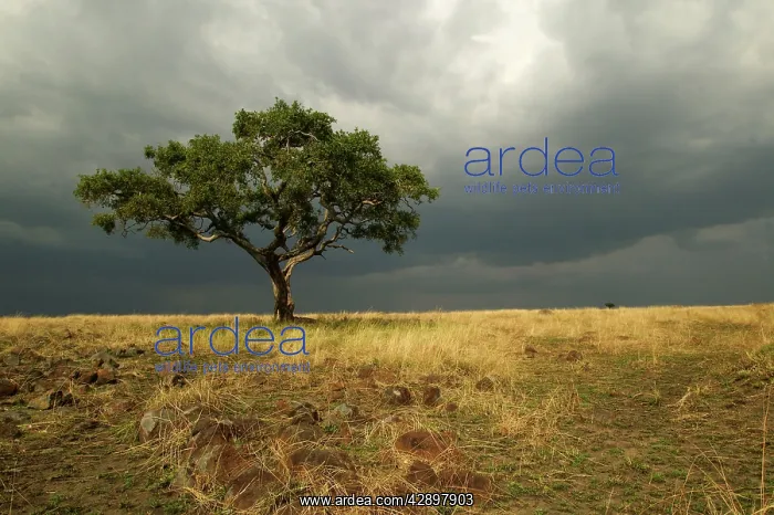 : Africa - Savannah : Africa - Savannah