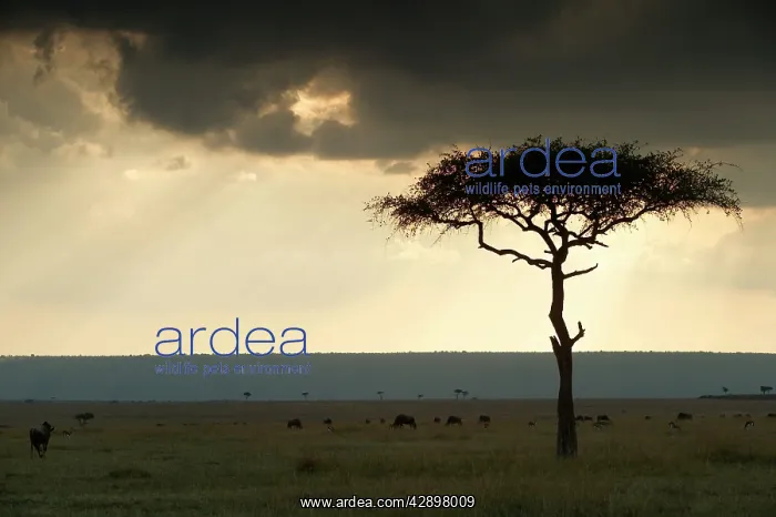 : Africa - Savannah : Africa - Savannah