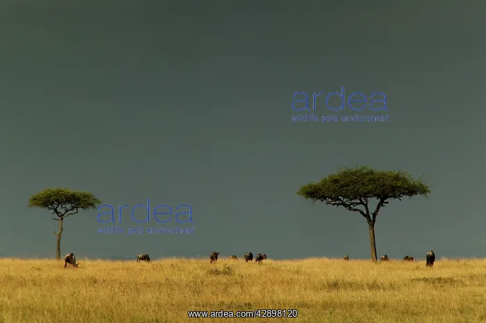 : Africa - Savannah, with grazing animals : Africa - Savannah, with grazing animals