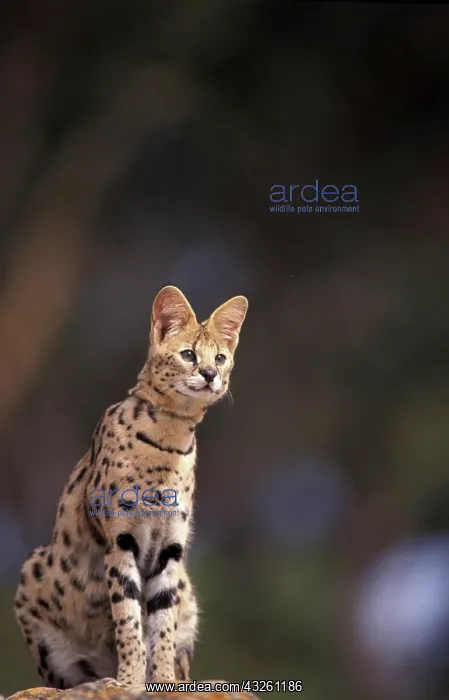 : Africa. Serval (Felis serval), captive : Africa. Serval (Felis serval), captive