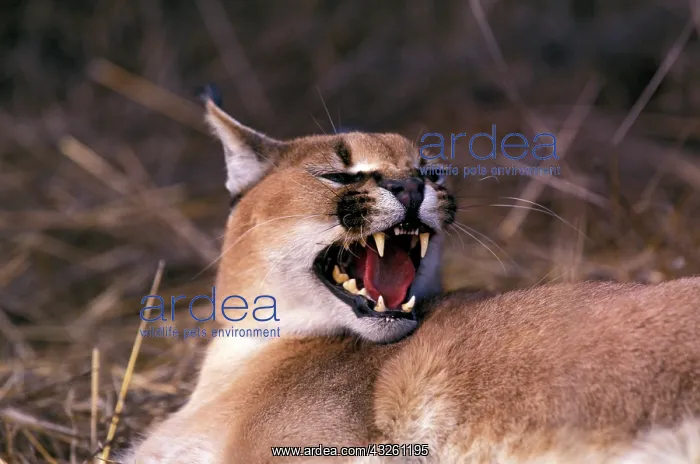 : Africa. Snarling Caracal (Felis caracal) : Africa. Snarling Caracal (Felis caracal)