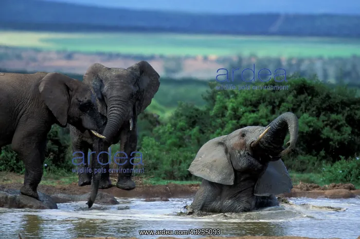  : Africa, South Africa, Addo Elephant National