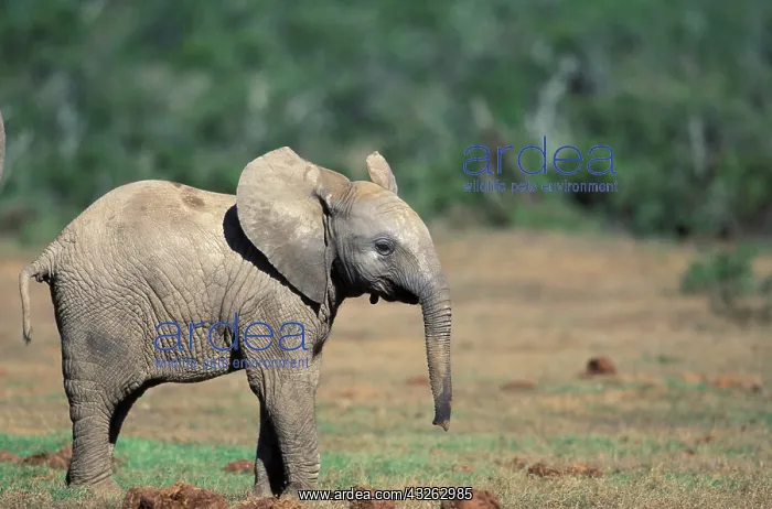: Africa, South Africa, Addo Elephant National : Africa, South Africa, Addo Elephant National