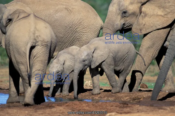: Africa, South Africa, Addo Elephant National : Africa, South Africa, Addo Elephant National