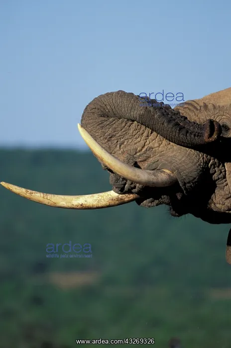 : Africa, South Africa, Addo Elephant National : Africa, South Africa, Addo Elephant National
