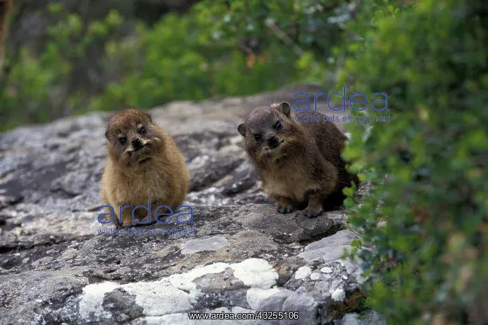: Africa, South Africa, Cape of Good Hope : Africa, South Africa, Cape of Good Hope