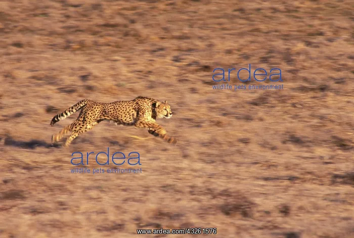 : Africa, South Africa. Cheetah (Acinonyx : Africa, South Africa. Cheetah (Acinonyx