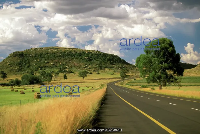 : Africa, South Africa, Clocolan. Landscape : Africa, South Africa, Clocolan. Landscape