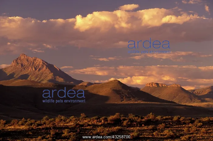 : Africa, South Africa, Eastern Cape, Nieu : Africa, South Africa, Eastern Cape, Nieu