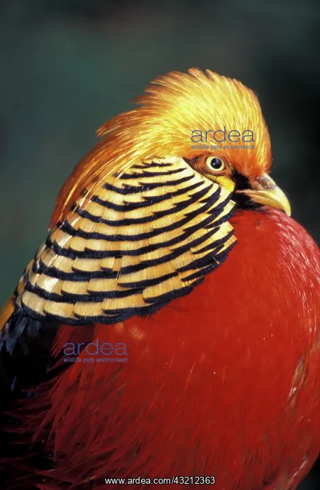 : Africa, South Africa. Golden Pheasant (Chrysolophus : Africa, South Africa. Golden Pheasant (Chrysolophus