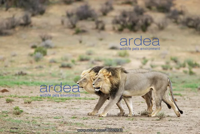 : Africa, South Africa, Kgalagadi Transfrontier Park, Kgalagadi, N : Africa, South Africa, Kgalagadi Transfrontier Park, Kgalagadi, N