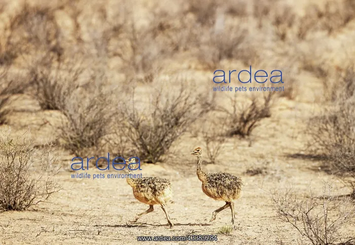 : Africa, South Africa, Kgalagadi Transfrontier Park, Kgalagadi, N : Africa, South Africa, Kgalagadi Transfrontier Park, Kgalagadi, N