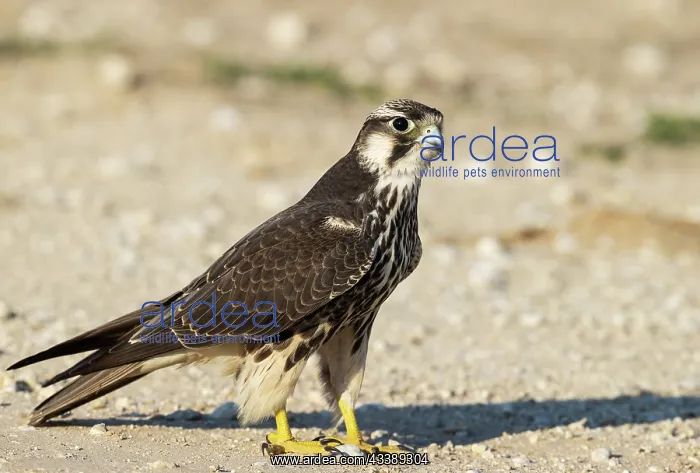 : Africa, South Africa, Kgalagadi Transfrontier Park, Kgalagadi, N : Africa, South Africa, Kgalagadi Transfrontier Park, Kgalagadi, N