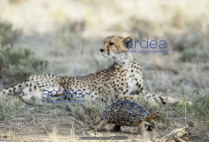 : Africa, South Africa, Kgalagadi Transfrontier Park, Kgalagadi, N : Africa, South Africa, Kgalagadi Transfrontier Park, Kgalagadi, N